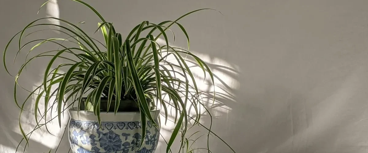 peut mettre plante interieur soleil direct