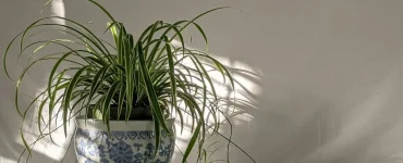 peut mettre plante interieur soleil direct