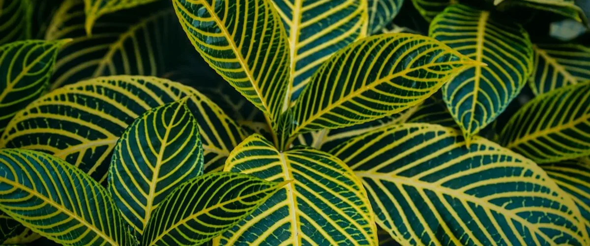pourquoi plantes interieur ont elles feuilles jaunes