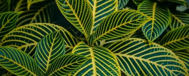 pourquoi plantes interieur ont elles feuilles jaunes